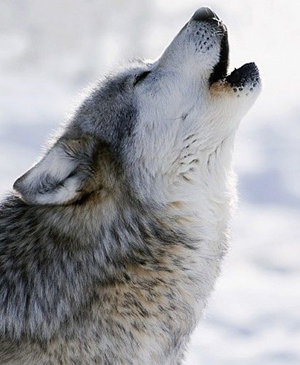 Wolf 1